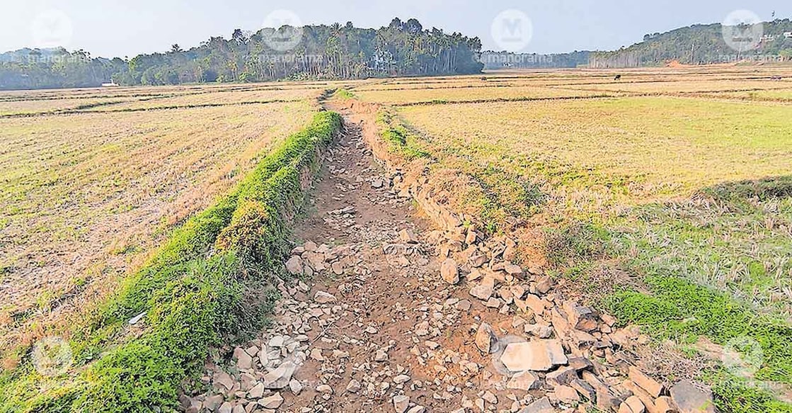A paddy field in the Puthusserikkadavu area lying fallow due to the lack of water for cultivation. Photo: Special arrangement