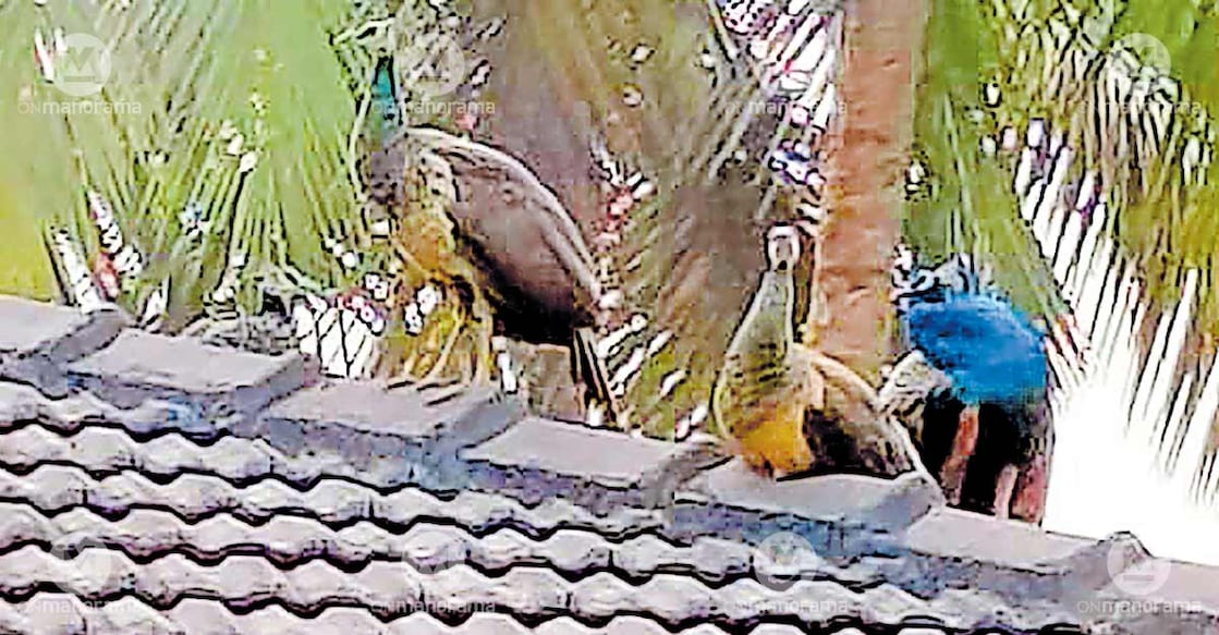 A flock of peacocks perched on the rooftop of a house in Pandikkadavu, Cherupuzha. Photo: Special arrangement