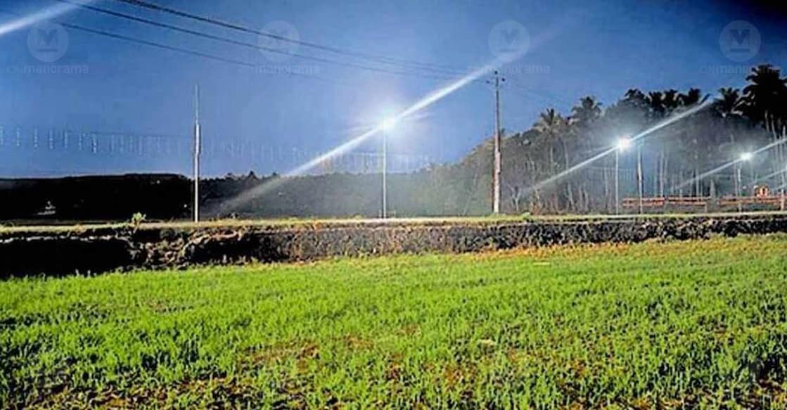 Solar lights installed near the Kalari Bhagavathi Temple premises in Ward 1 of Vilayur panchayat as part of an initiative led by ward member T P Rafi. Photo: Special arrangement
