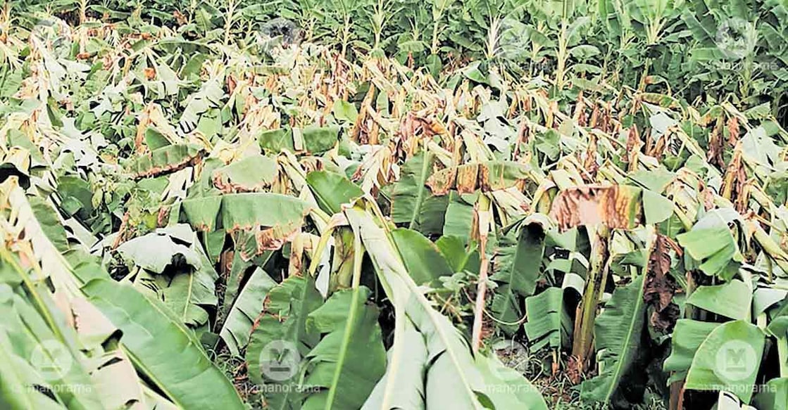 plantain-crop-loss