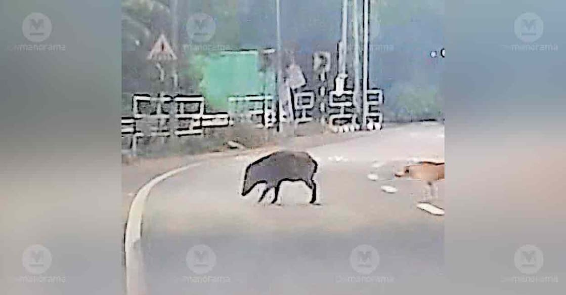 wild-boar-bypass-road