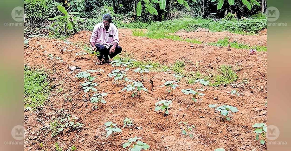 passion-fruit-farming