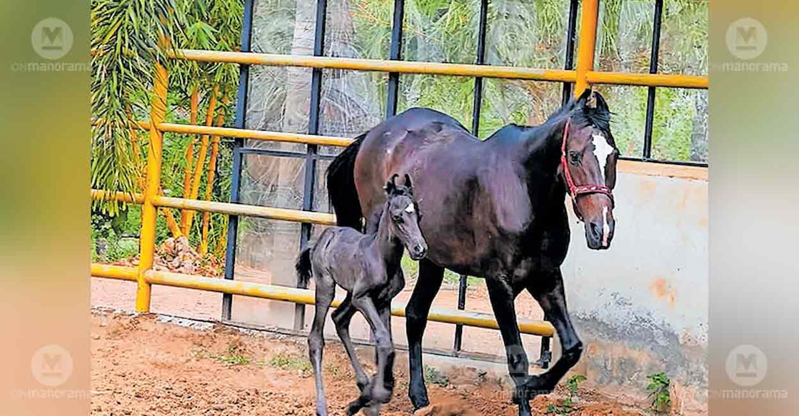 baby-foal