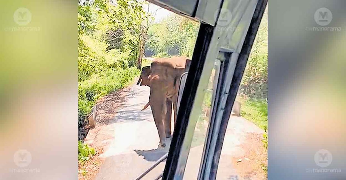 wild-elephant-attack-ksrtc