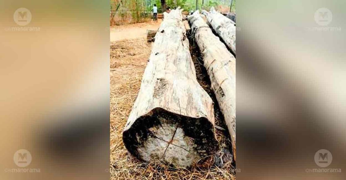 teak-log