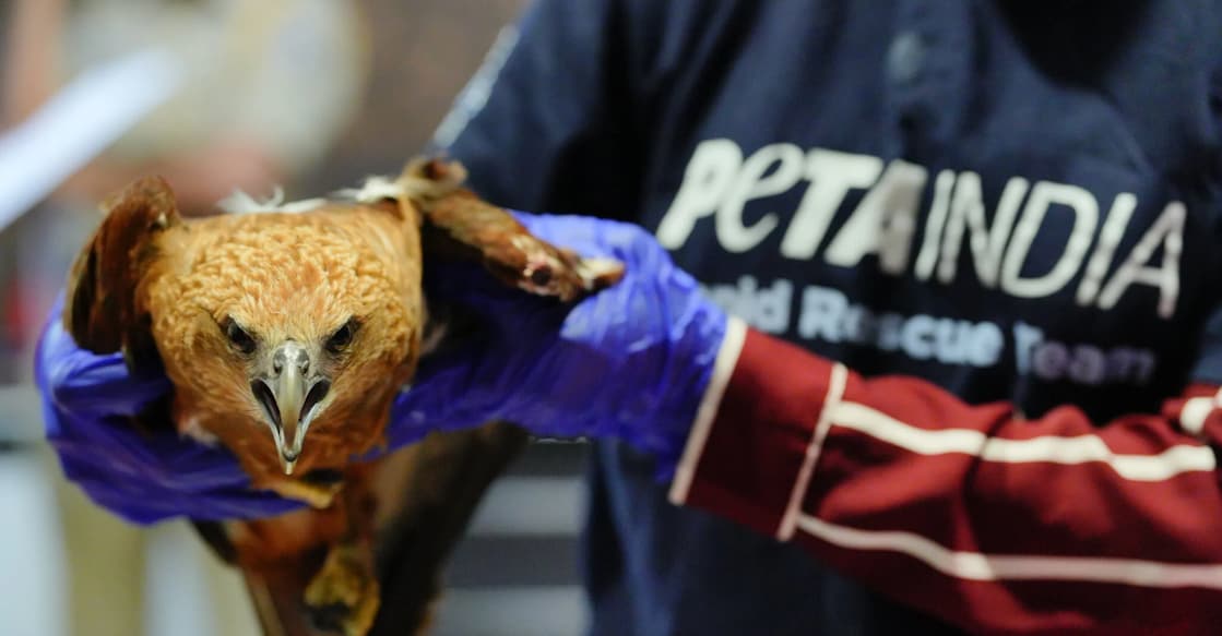The Brahminy kite that was rescued from Alappuzha. Photo: PETA.