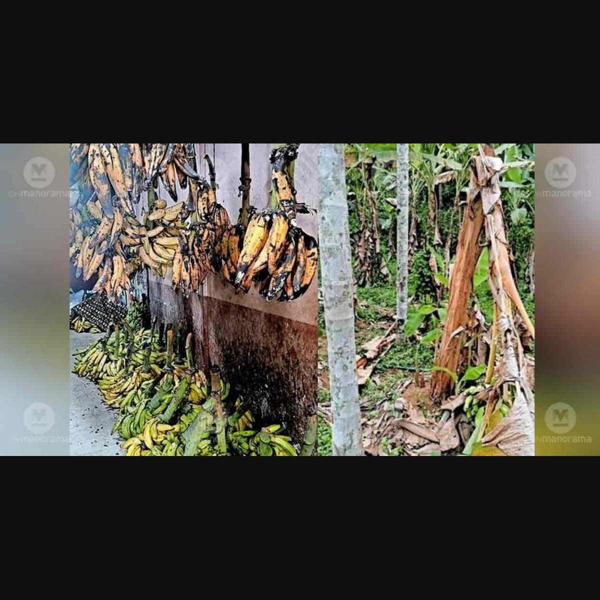 Scorched fields, slumping prices leave banana farmers in Kannur struggling