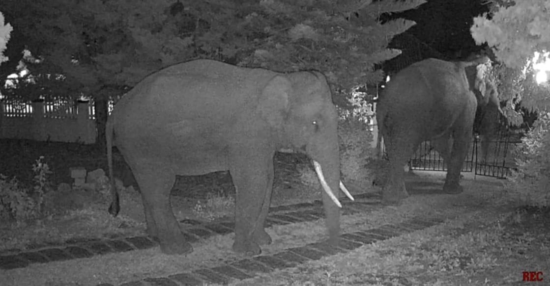 CCTV visuals of wild elephants breaking the gate of a resort at Perumala in Kanthalloor. Special Arrangement. 