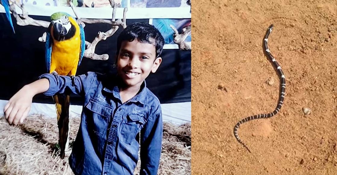 A combination image showing Aljo and the snake that bit him. Photo: Special arrangement