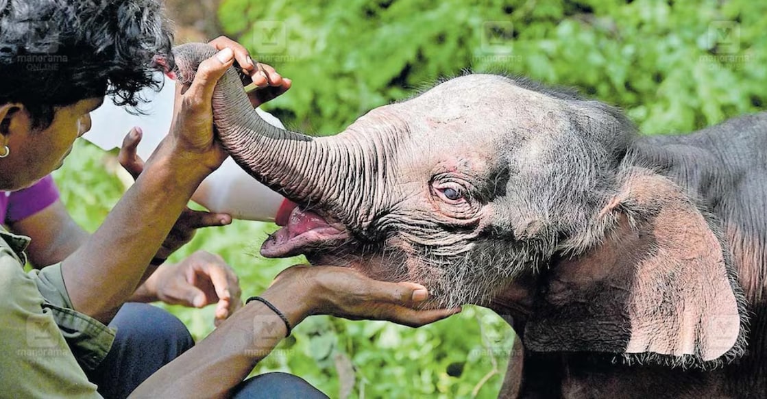Forest guards tend to the orphaned elephant calf in Abbanur forest, Attappady: Photo: Manorama. 