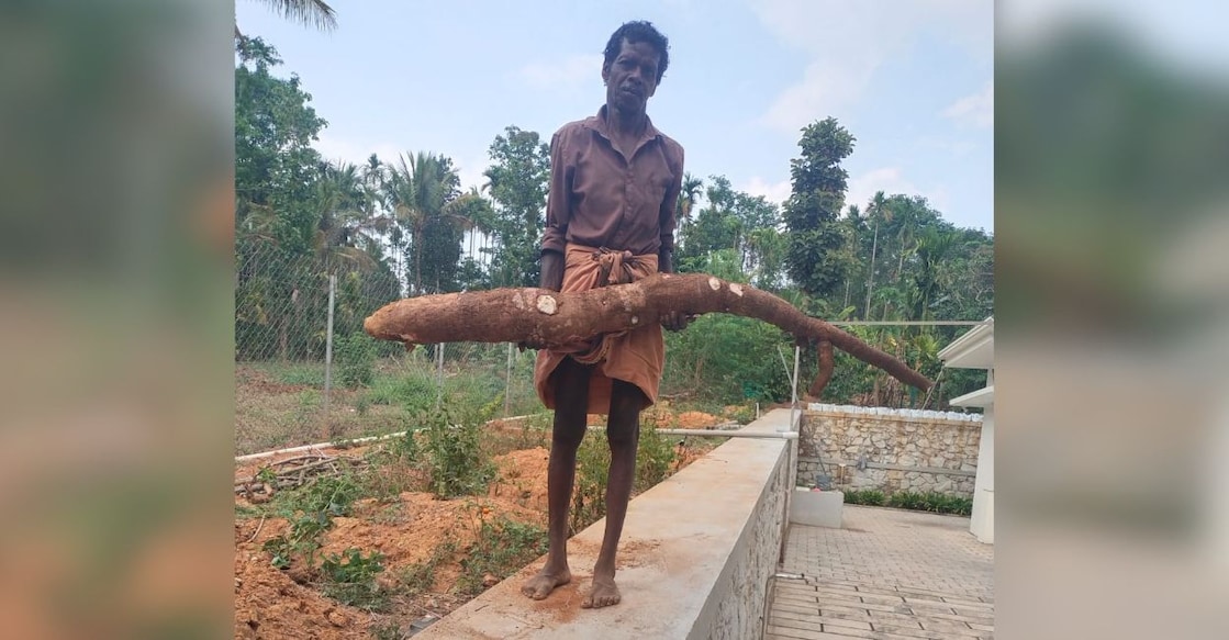Karimamkunnel Jaimon with the giant tuber of the tapioca plant. Photo: Special Arrangement