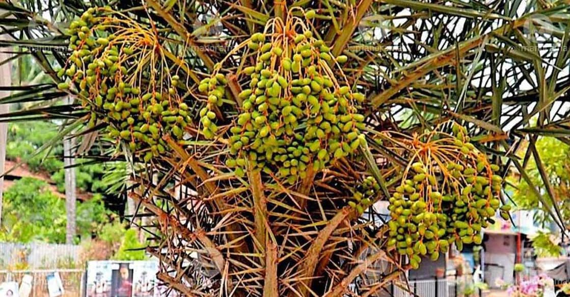 A date palm bearing fruit in the courtyard of Kinavakkal Juma Masjid. Photo: Special arrangement