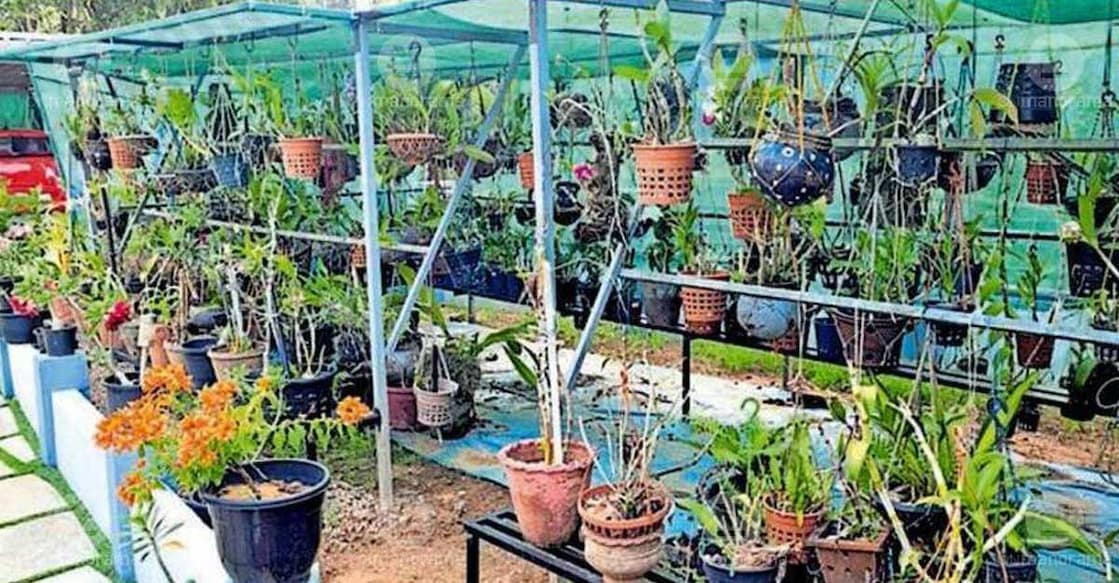 Orchid plants at the home of Latha Olickal at Chakkitta Junction. Photo: Special arrangement
