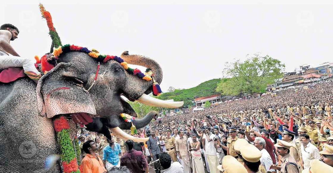 Tusker Thechikottukavu Ramachandran greets the crowd during Thrissur Pooram. File photo: Manorama

