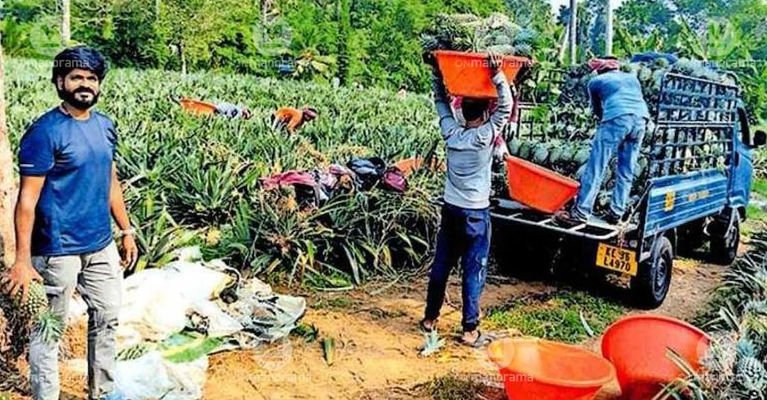 Kevin Kuruvila Kuryachan oversees the pineapple harvest at his farm in Thalayolaparambu. Photo: Special arrangement