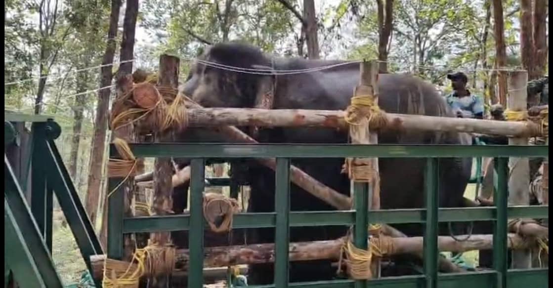 Forest Department relocates Muttikomban to Muthanaga elephant camp. Photo: Special Arrangement