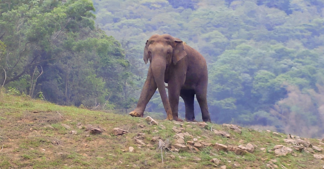 A wild elephant near the Muthampady ground at Valakode in Upputhara during a cricket match. Photo: Special arrangement