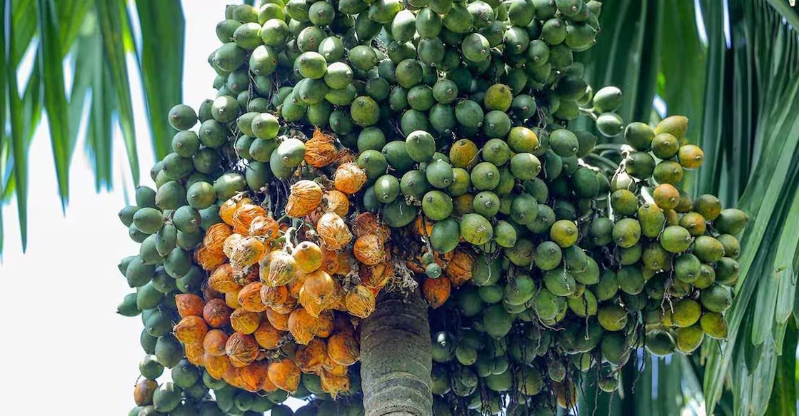 Representational Image.Photo: jimmy kamballur/iStockPhoto