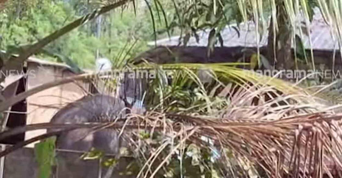 Elephant runs amok at Kidangoor Mahavishnu temple, Angamaly. Photo: Manorama News