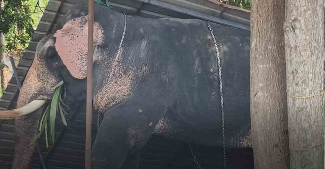Elephant Vazhvaadi Kasinathan. Photo: Special arrangement