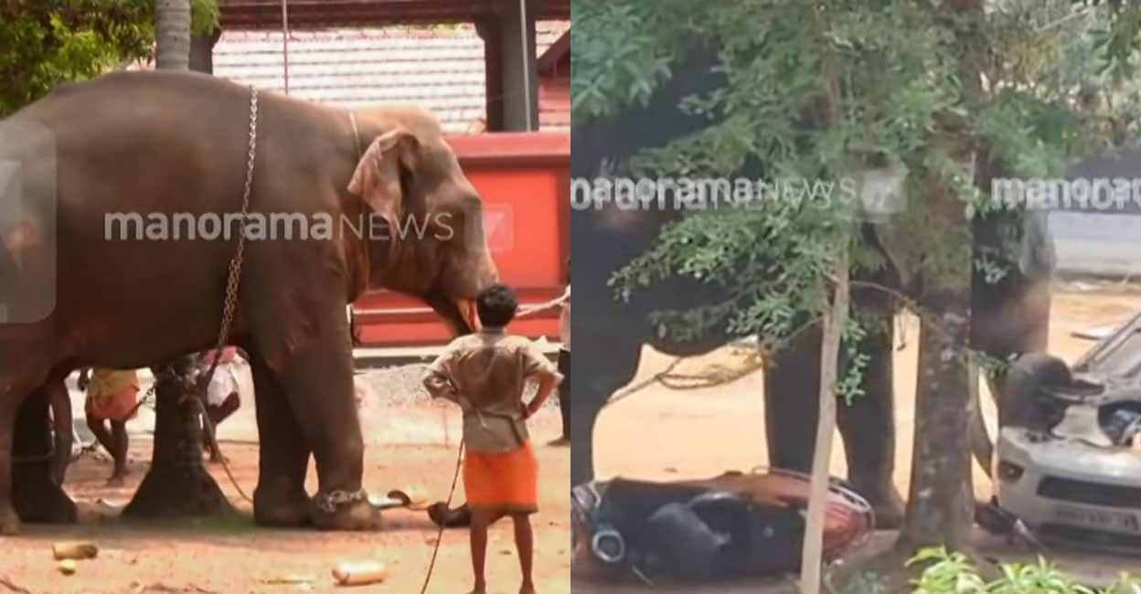 Elephant kills man in Angamaly, one injured | Kerala News in English ...