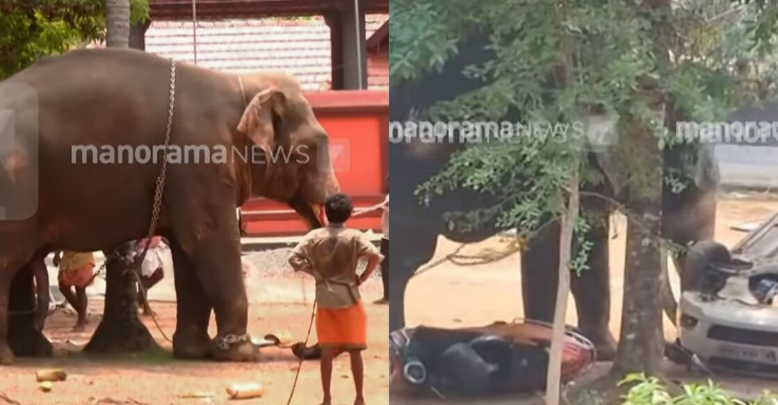 elephant-kollam
