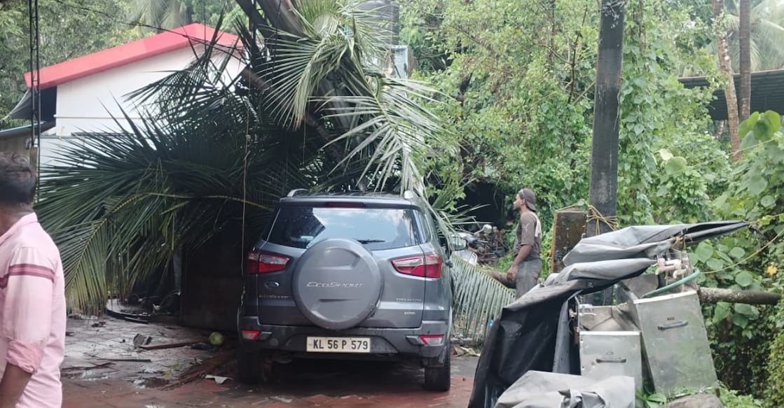 Coconut tree that uprooted during the rain fell on a car. Photo: Special Arrangement.