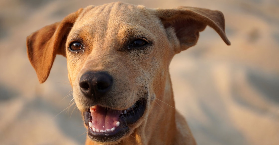 stray-dog-istock