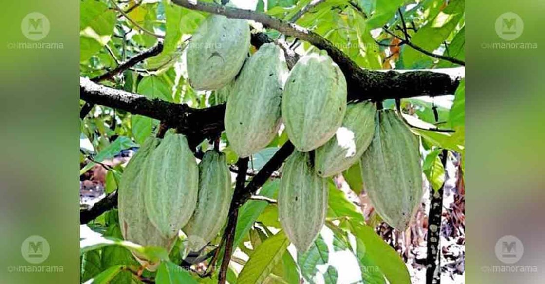 cocoa-farm