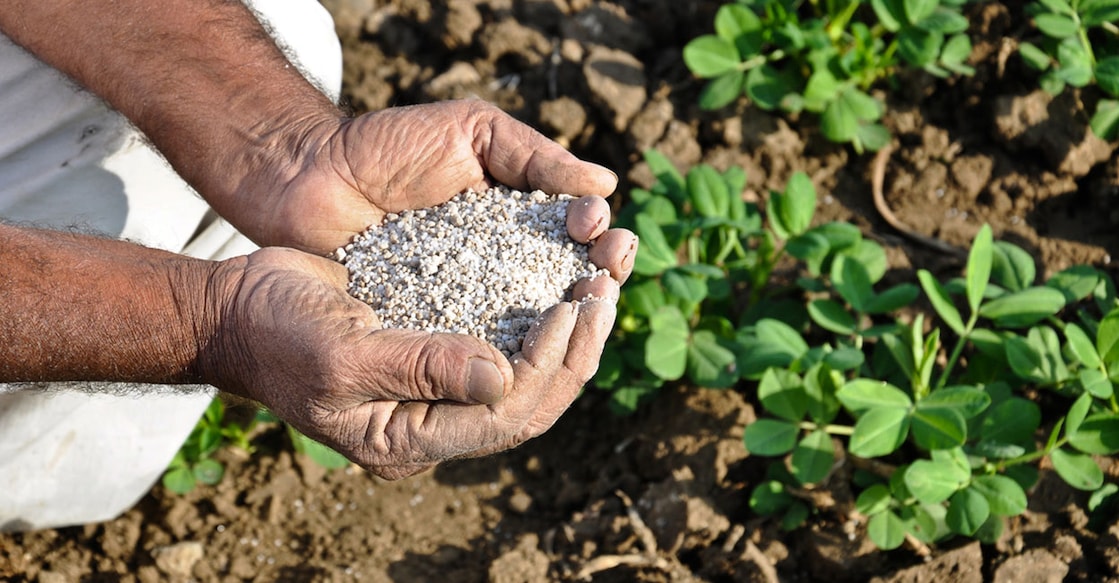 Farmer holds fertiliser in his hands. Photo: iStock/paresh3d