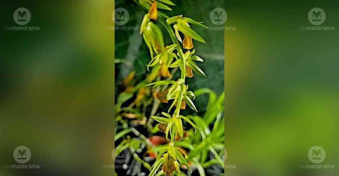 orchid