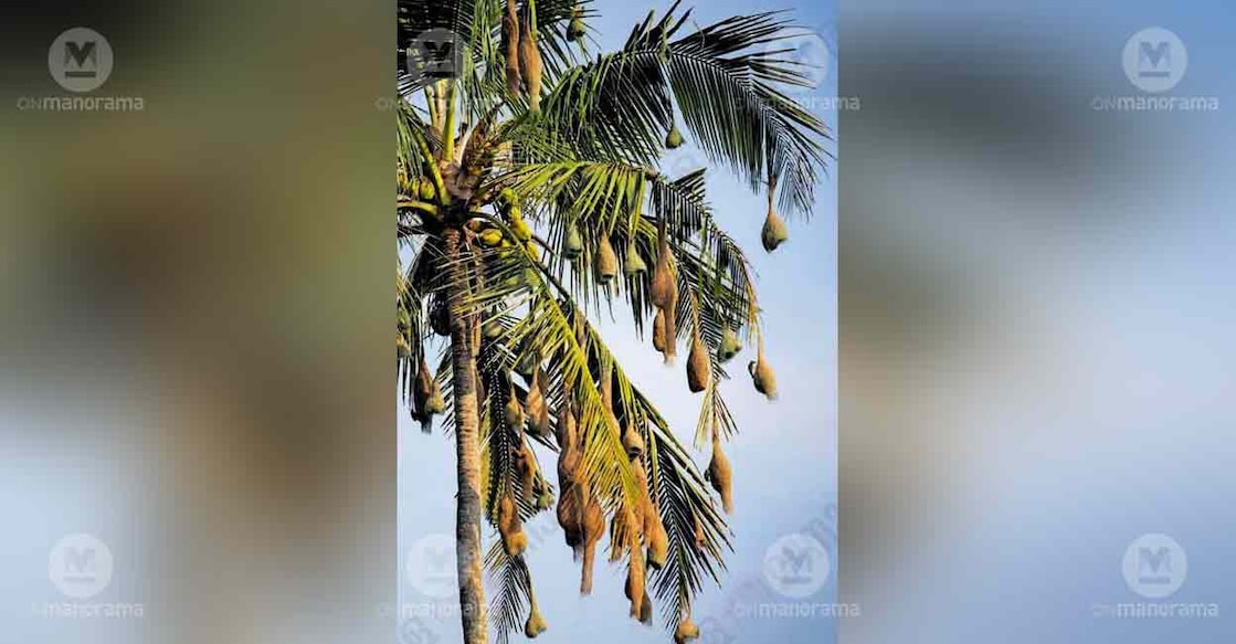 baya-weaver-nests