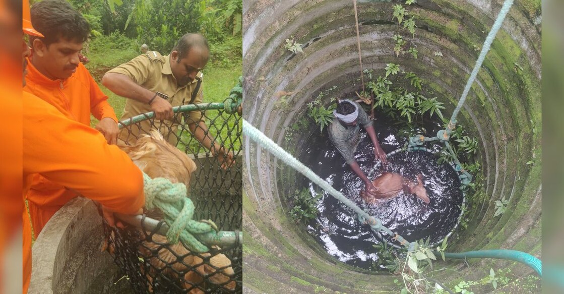 goat-well-rescue-idukki - 1