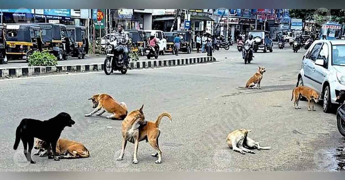 stray-dogs-charummoodu