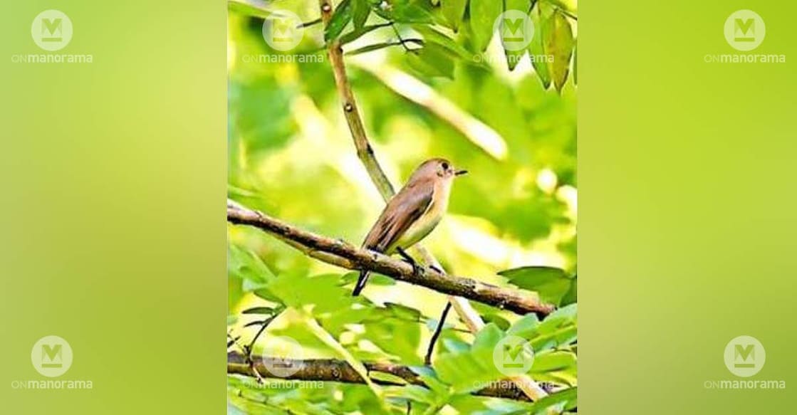 The Kashmir Flycatcher spotted at Chemmattam Vayal. Photograph by birdwatcher S Adithyan, Thiruvananthapuram. Photo: Special arrangement