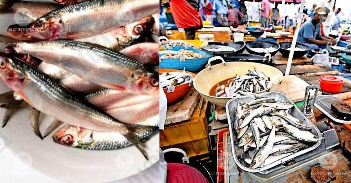 Sardines on display for sale at Azhikkara harbour in Kannur. Photo: Special arrangement