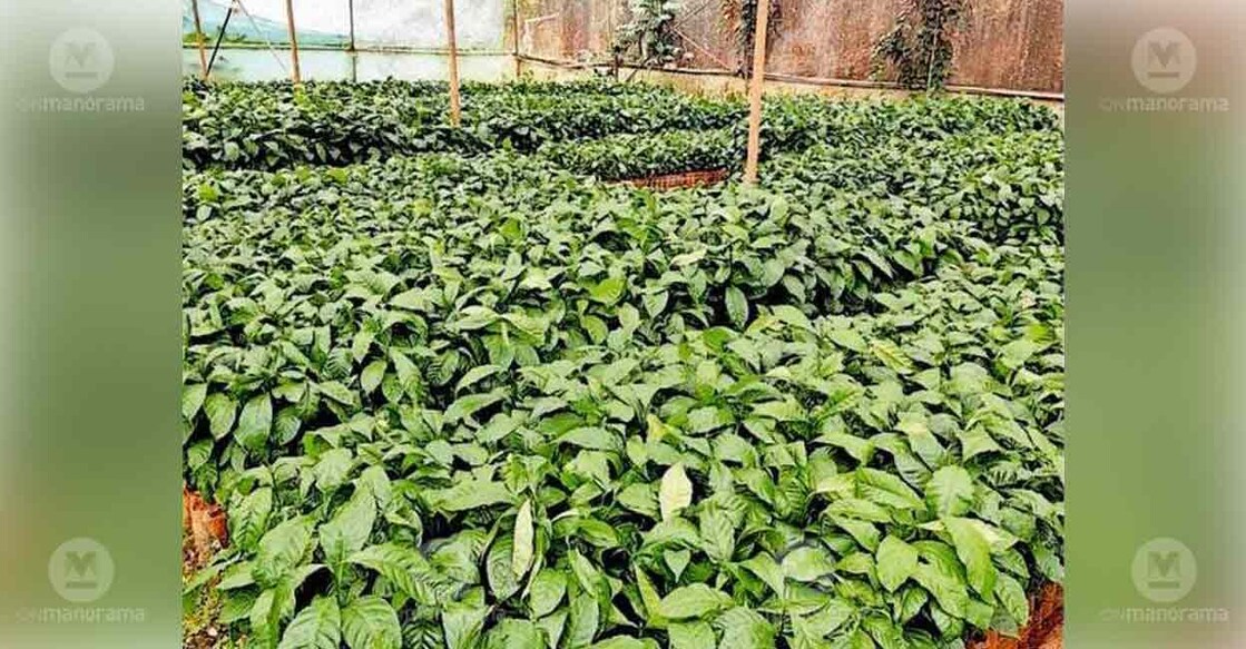 coffee-farming