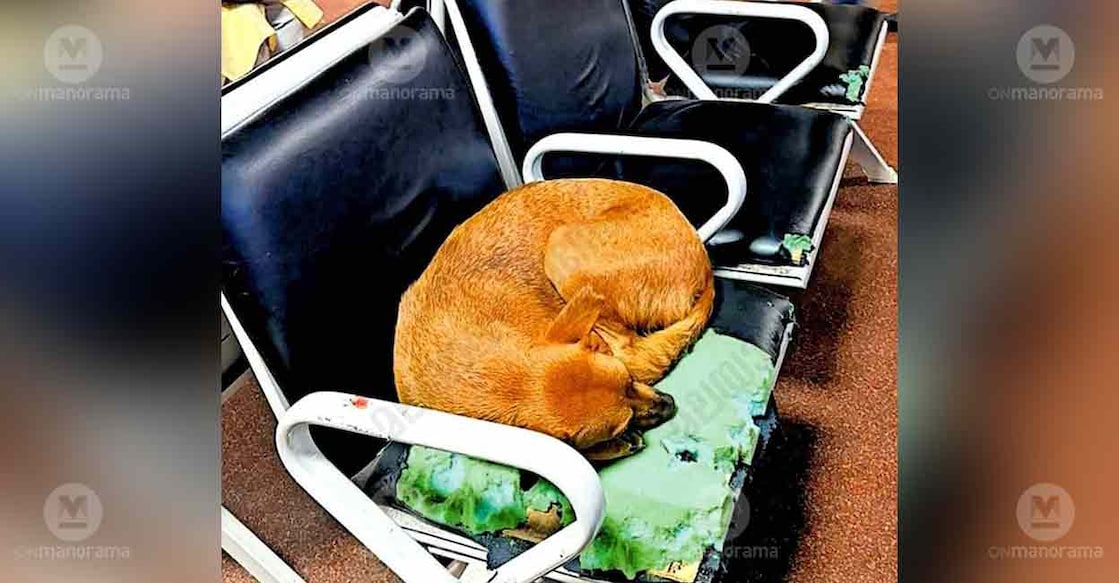 stray-dogs-railway