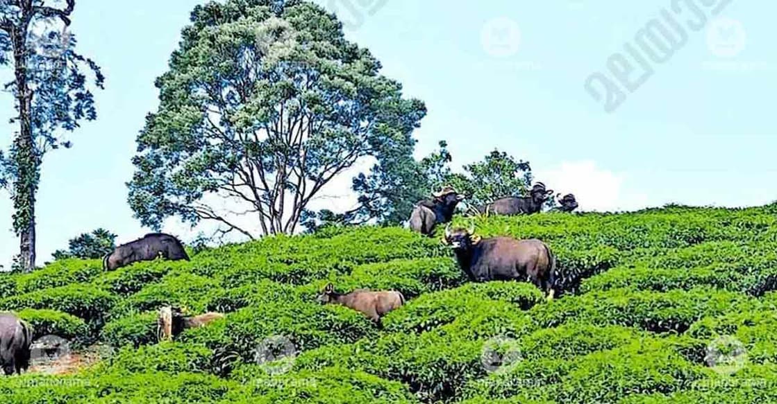 vandiperiyar-wild-bison