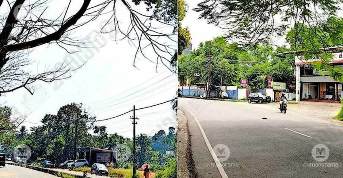Combo image of a withered tree standing precariously on Vengalloor - Mangattukalava four-lane road (L) and branches of a tree bent far too low on Kanjiramattom Bypass Road. Photo: Special arrangement