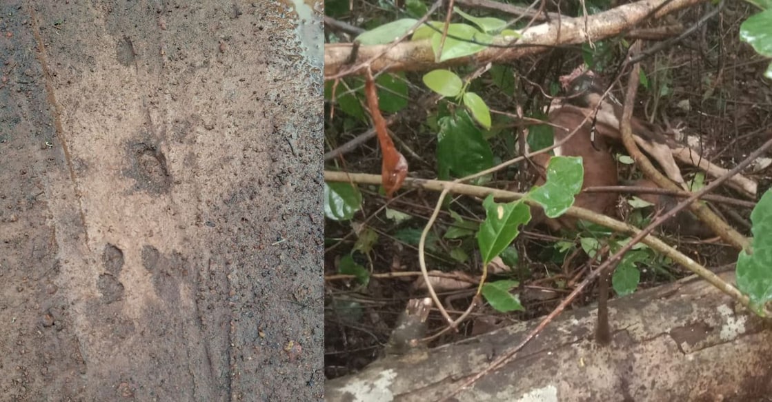 Pug marks of the leopard (L) and the carcass of the calf in the bushes. Photo: Special arrangement