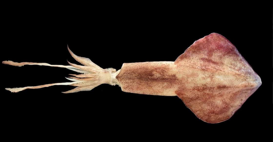 Indian white squid. Photo: CMFRI.