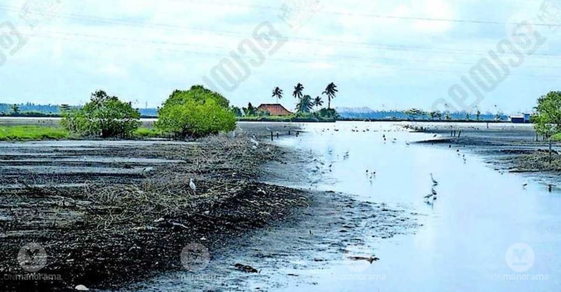 Water being drained away from the paddy fields of Kumbalangi for  Pokkali cultivation. Photo: Special arrangement