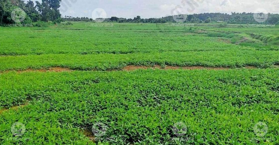 Black gram cultivation at Mundur Thazham kole fields is ready for harvest. Photo: Special arrangement