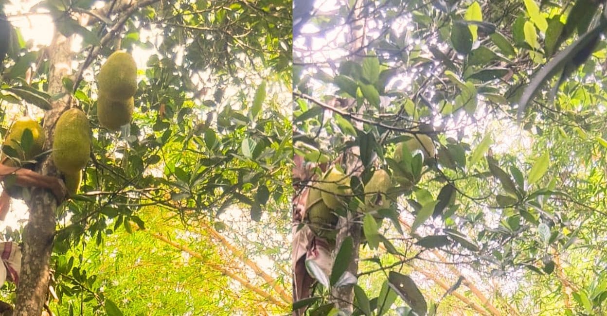 Kozhikode school to welcome students with homegrown Vietnamese jackfruit on reopening day