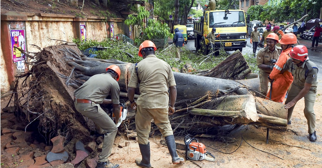 tvm-rainfall-tree-damage