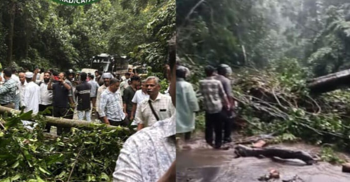 A tree was uprooted after heavy rains on the Wayanad Ghat Road, disrupting traffic for the second consecutive day. Photo: Special Arrangement