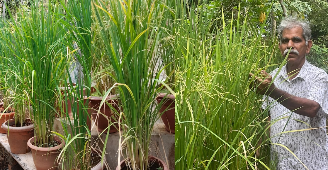 1) Basmati rice planted in flower pots, 2) Prasannan. Photos: Special Arrangement. 