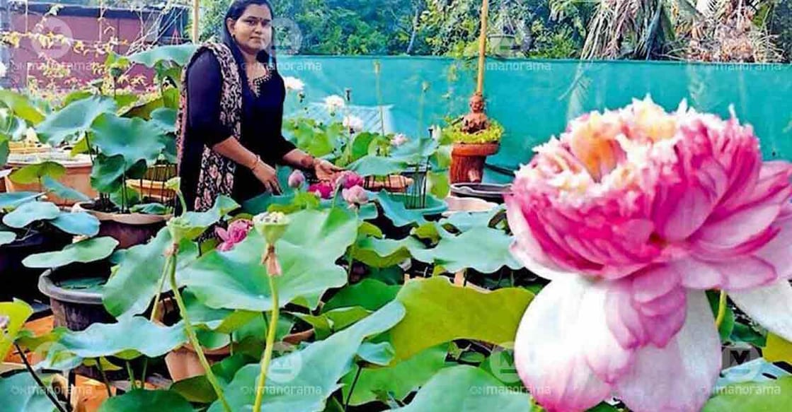lotus-ajitha