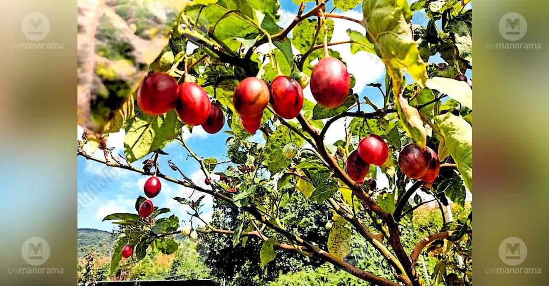 tree-tomato
